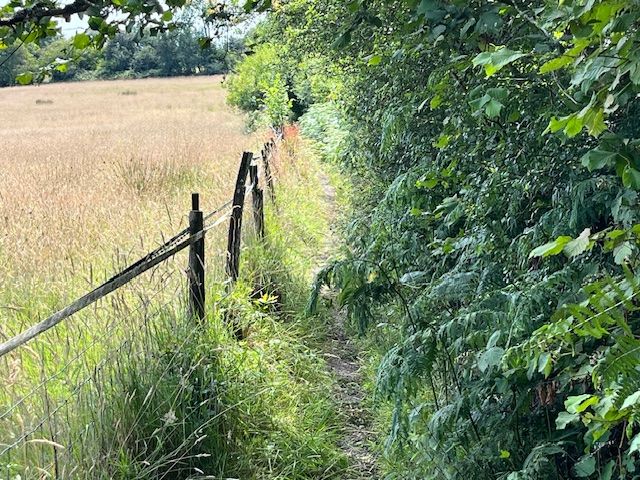 Woodland paths